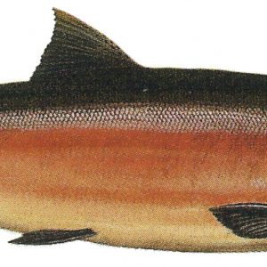Silver Salmon, Coho, Fishing Kenai